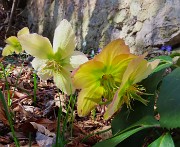 40 Helleborus niger (Ellebori)